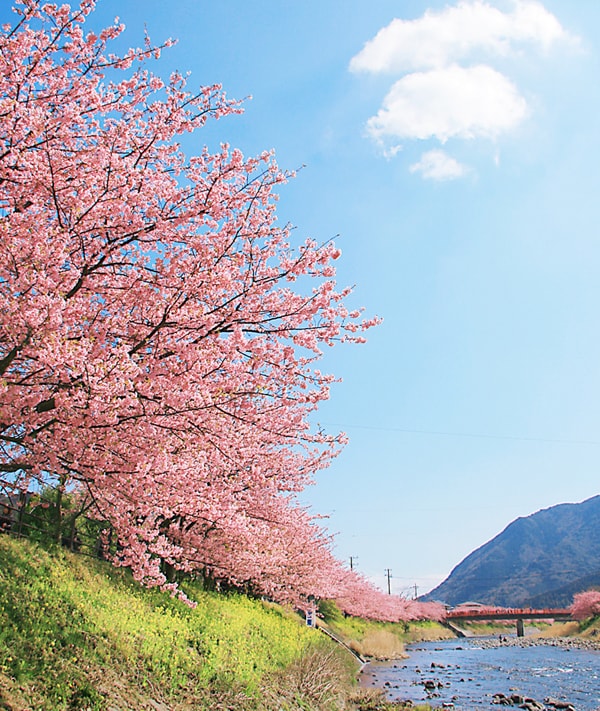 河津桜まつり